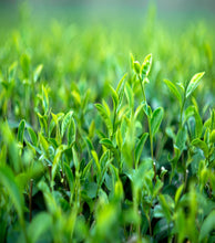 Load image into Gallery viewer, Predator Green Tea Detox